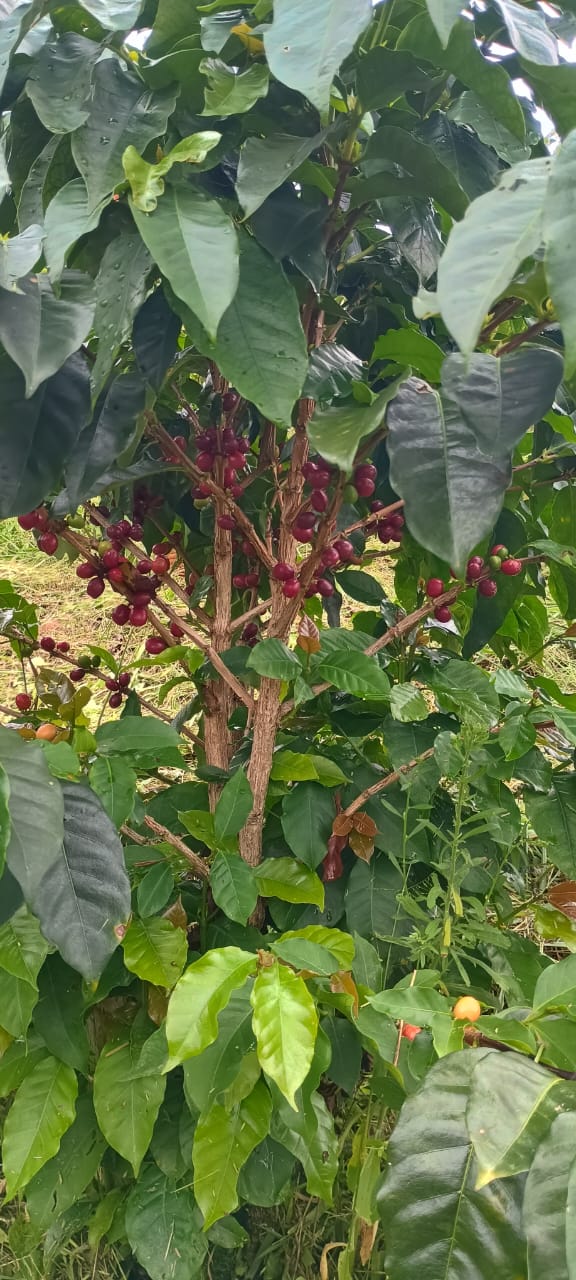 Las cerezas de café en las ramas, antes de la recolección.