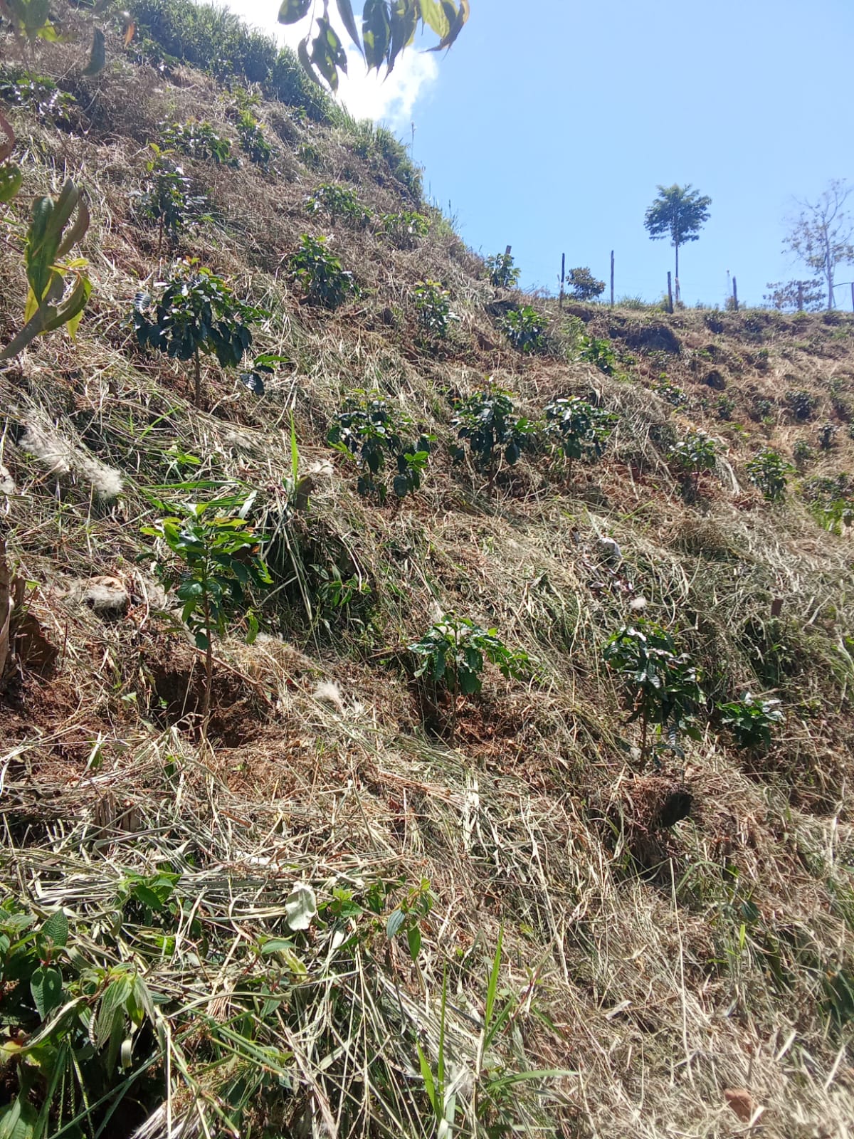 El mantenimiento de las parcelas alrededor de los cafetos.