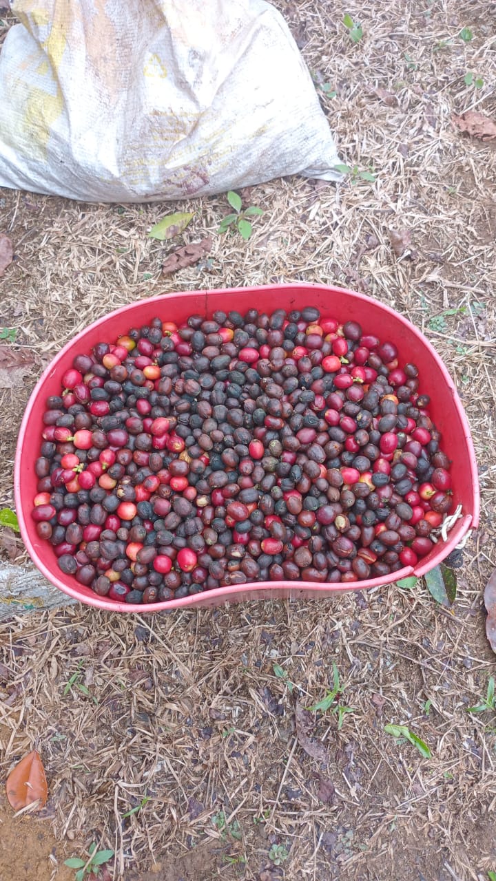 Una cesta de cerezas de café cosechadas.