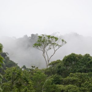Parrainage de la Forêt