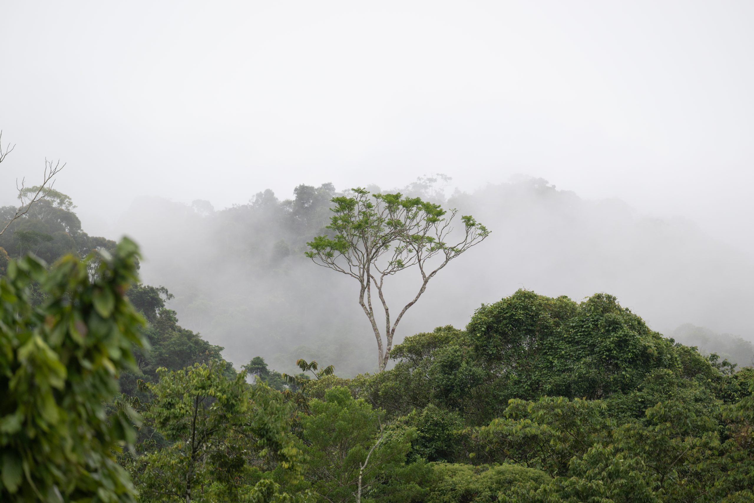 9comment participer- Parrainez une forêt, absorbez du carbone, devenez un héros pour notre planète.
